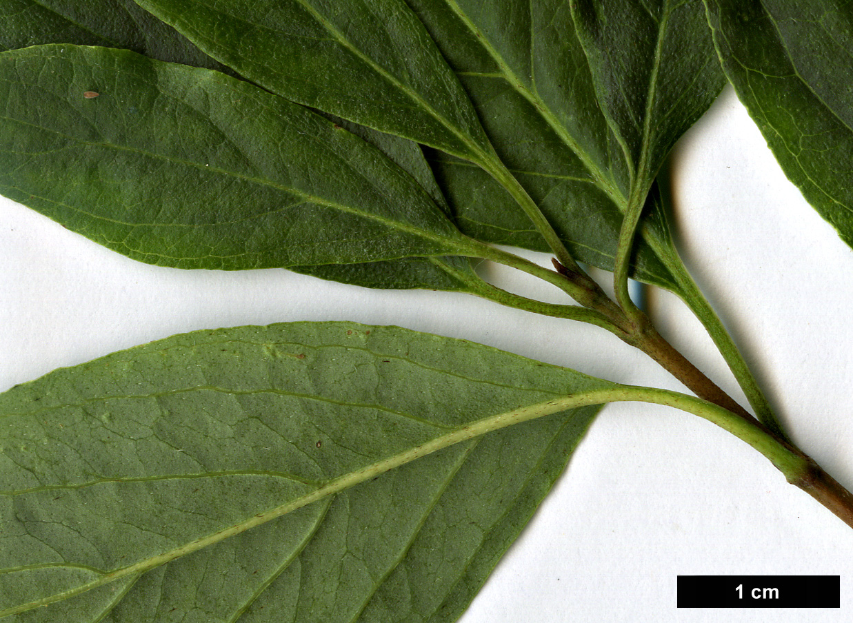 High resolution image: Family: Cornaceae - Genus: Cornus - Taxon: ×arnoldiana (C.obliqua × C.racemosa)